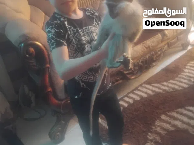نسناس هادي