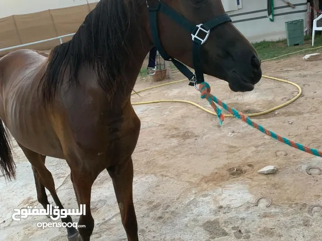 مهره جمال عربيه ماعندها جواز عمرها سنه وثمان شهور