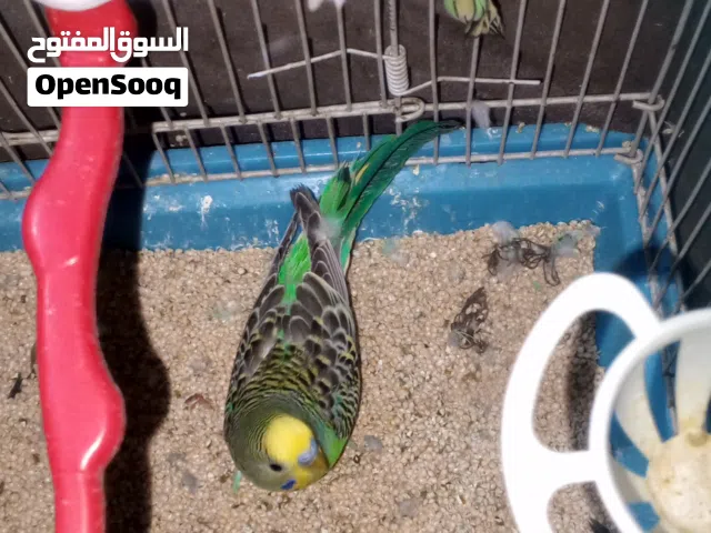 جوز حب شغلات 100٪