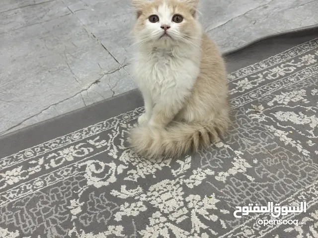 قطط الليف للبيع