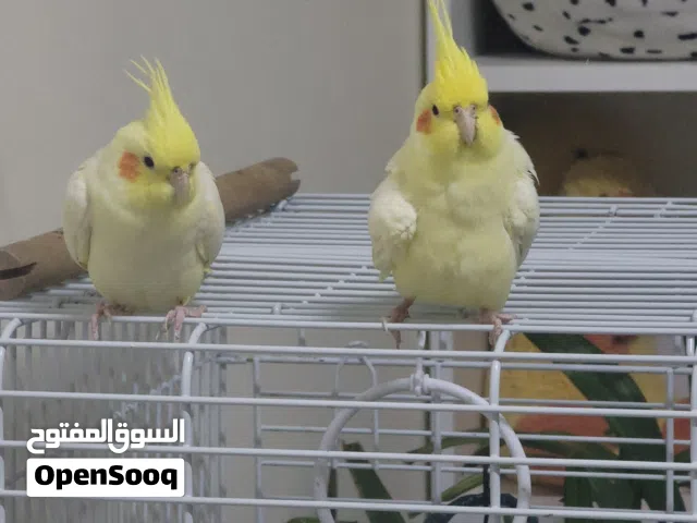 Cocktail Pair (tame)