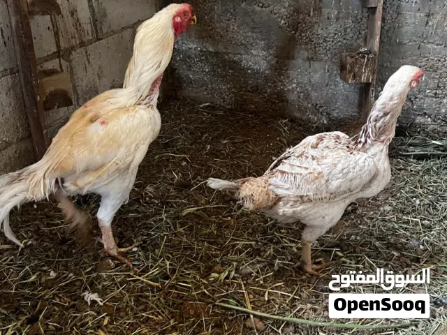 جاجه وديك ..