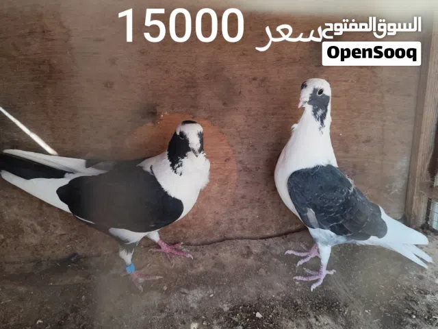 حمام للبيع
