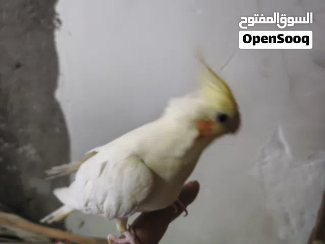 كوكتيل اللبيع نثيه اليفه شرط البيض البصرة الكباسي