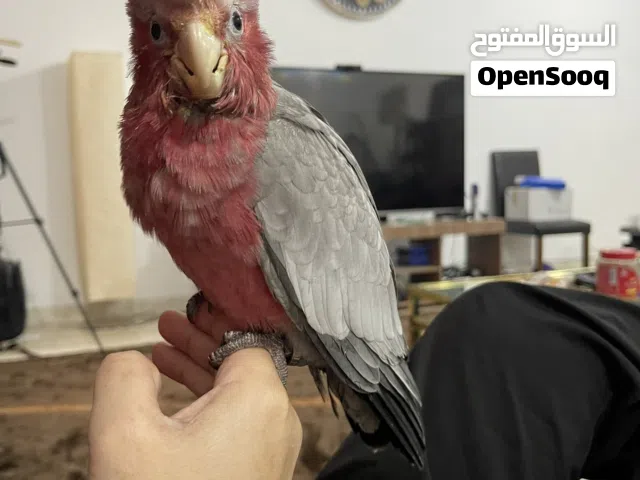 Baby Galah Cockatoo