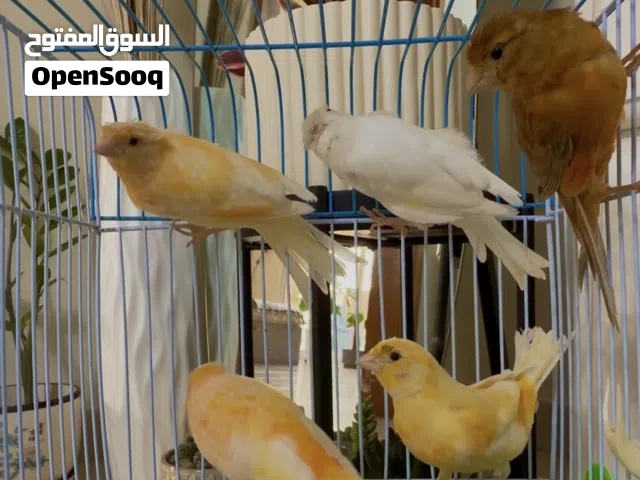 Singing Male and female canary available