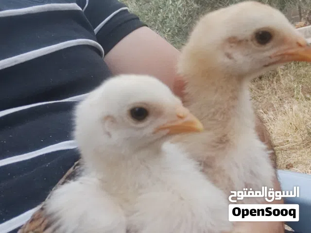 جاج باكستاني