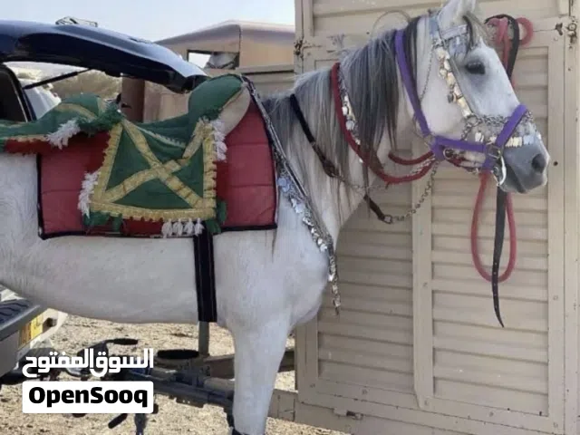 للبيع فرس مهجنه