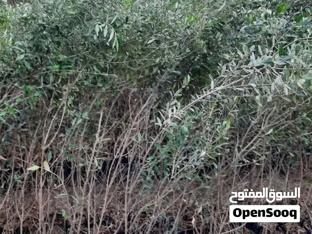 زيتون خستاوي للبيع كميه كبيره
