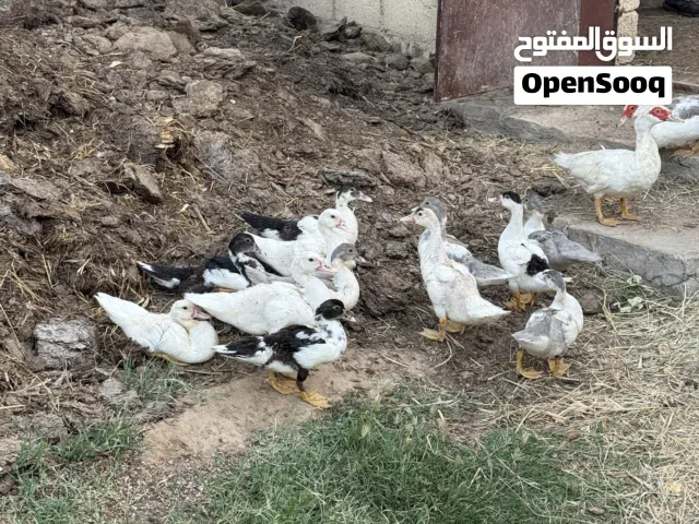 بط مصري للبيع