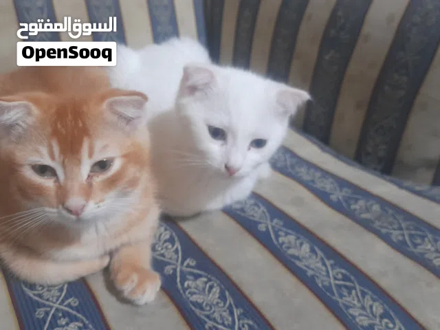 قط 3 شهور