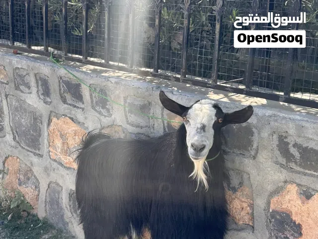 تيس فحل للبيع