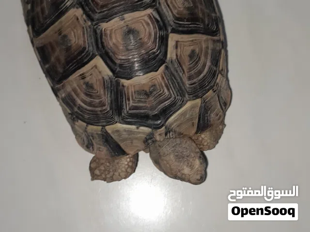 للبيع: سلحفاة يونانية صغيرة،برية، ذكر، بصحة جيدة الحمد لله ، السعر: 100 ريال سعودي، السعودية،الرياض