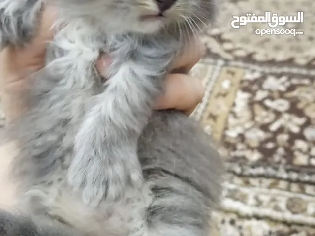 قطط مكس هملايا وشيرازي للبيع بسعر رمزي