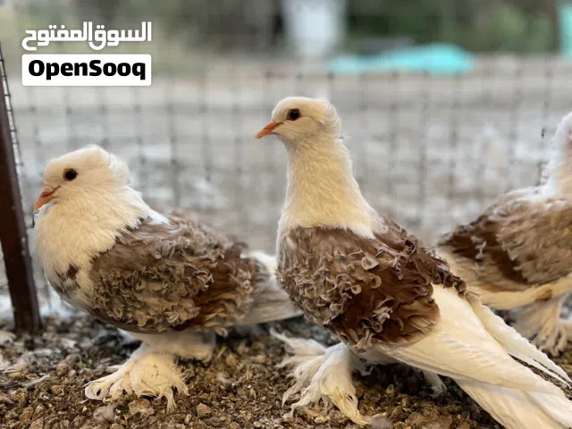 طيور كيرلي