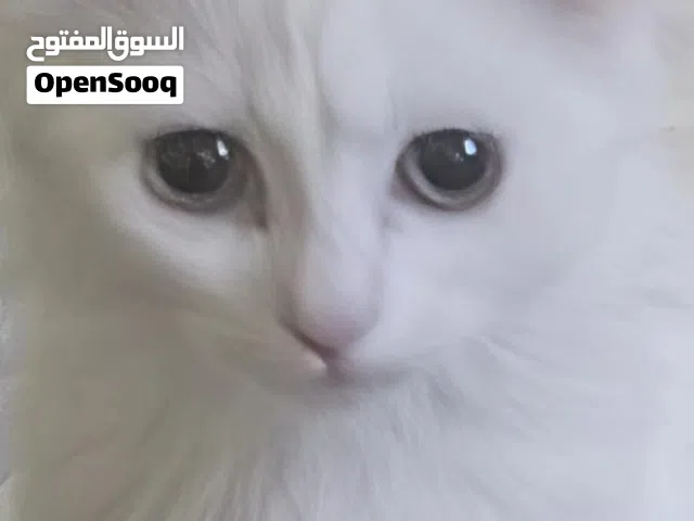 قط شيرازي للتبني ذكر وقط اخر بلدي