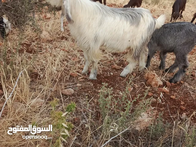 جدي لون مميز عمره 7شهور مشروع فحل فوق النخب وتوم جدي وصخله عمر 3 شهور