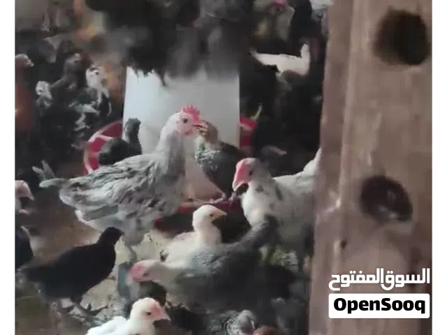 صيصان بلدي للبيع