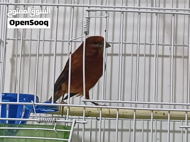 كناري ريد بلاك فحل