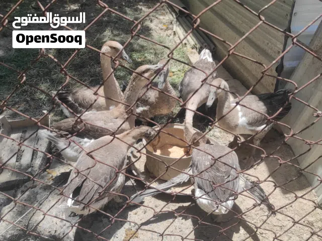 يتوفر بط للبيع