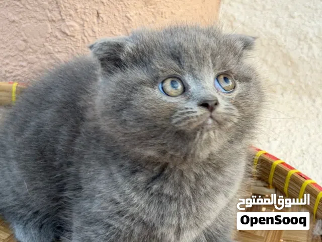 قط سكوتش فولد للبيع