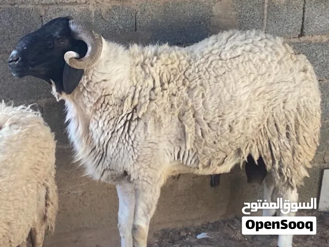 فحل ماشاء الله للبيع السن أربع مكان تاجوراء