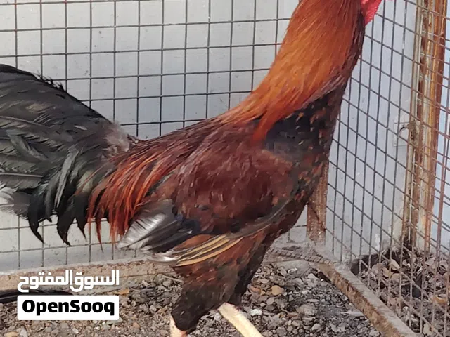 ديك تهجين باكستاني