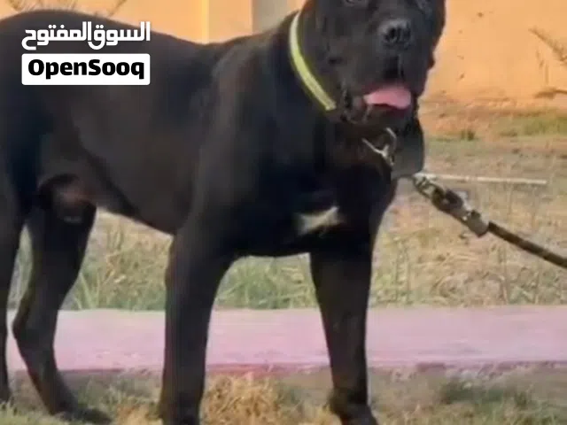ذكر كاني كورسو امهاته مستوردة وابطال 11شهر عمره يعتبر صغير بعده مكامل النمو