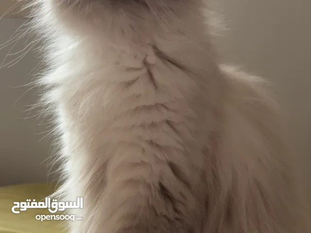 Himalayan Cat For Sale. SR 500/-