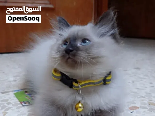 قطة هملايا