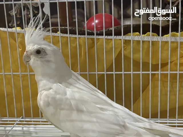 كوكتيل ذكر البينو عيون حمرا صحة ونظافة الله يبارك للمشتري بسعر جدًا ممتاز