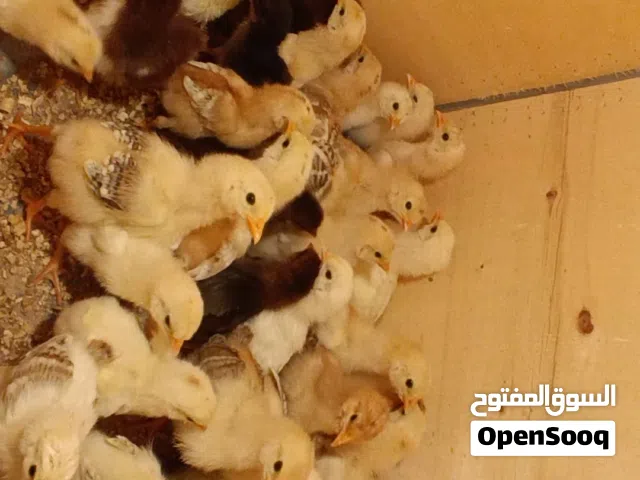 متوفر كتكوت عربي زهري و فيومي مخلط دجاج غليض تبارك الله