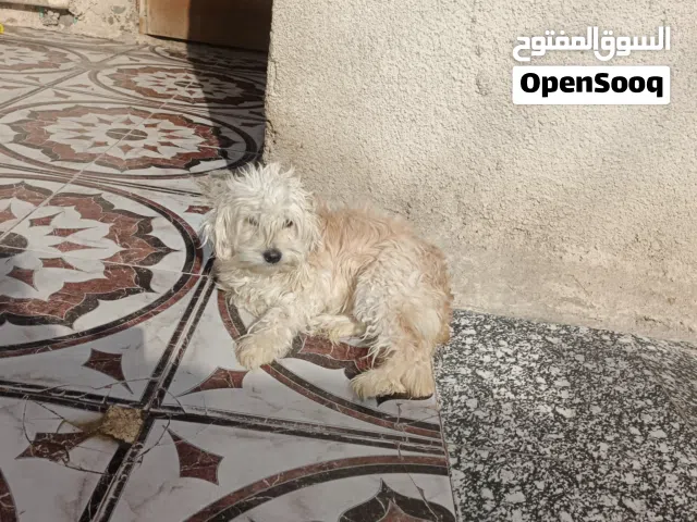 كلاب زينه للبيع