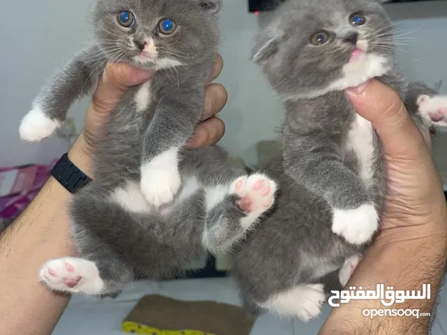 Breed : persian sccotish biritsh short hair himalayan bengal siberian   Age: 2months   Vaccinated