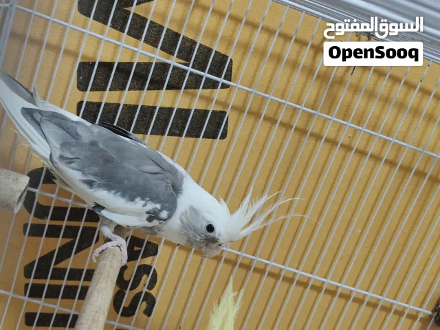 سلام عليكم زوج كوكتيل اقره الوصف