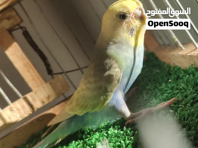عصافير - بادجي - ريمبو