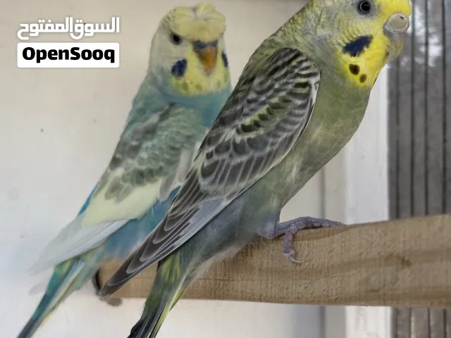 كوم حب رينبو