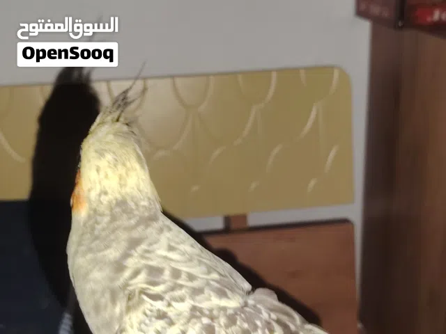كروان ذكر عمره 7 شهور اليف جدا ب 320 مع قفصه و كيس اكل