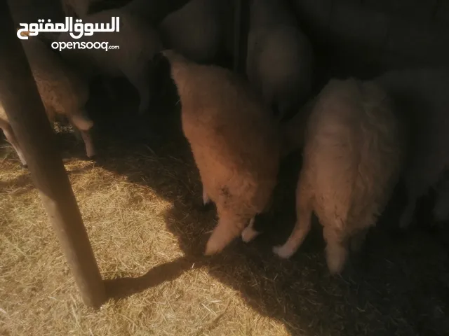 تسعه فطايم وخروف معضمهم ايضحو عمرهم فوق خمسه شهور لبيع جمله,