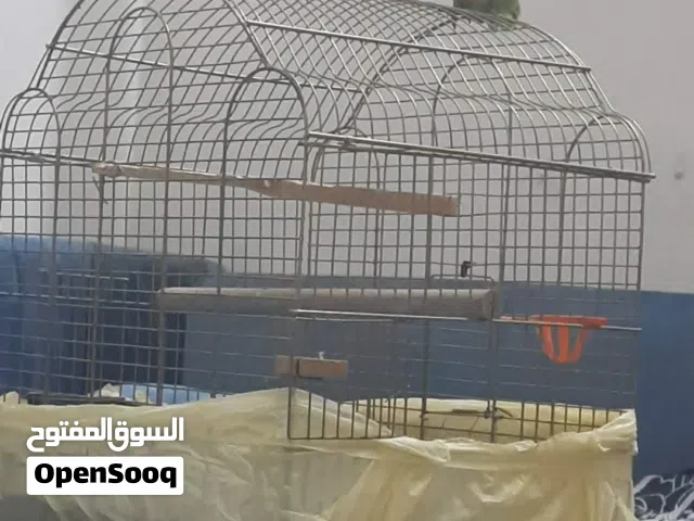 الطيور والببغوات
