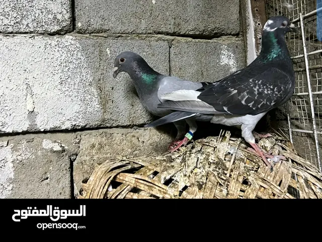 متاح زواجل زوجين جواهن افراخ وتلاث مخاليف بناتهن