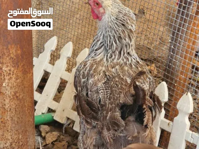 دجاجة ضخمة وعالية اعتقد براهما مع ديج ابورگيبة كلش حلو