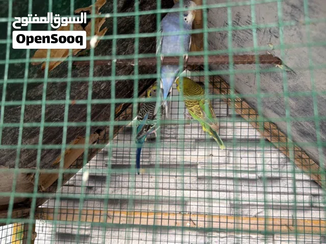 للبيع ثلاث طيور ب7 ريالات