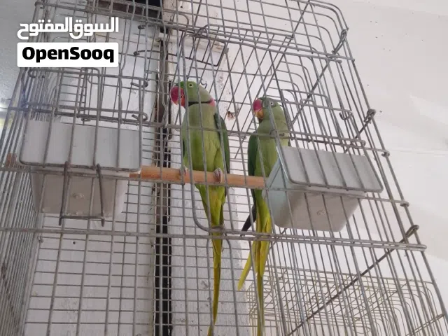 بسم الله ما شاء الله جوز كاساندر نخب اول باذن واحد احد شغال