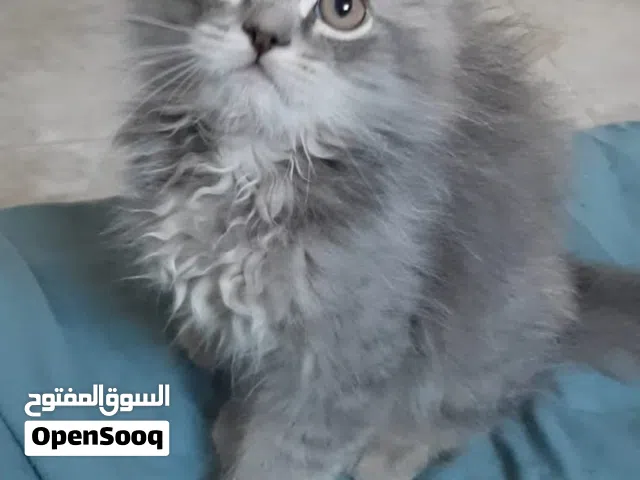 بيع قط صغير