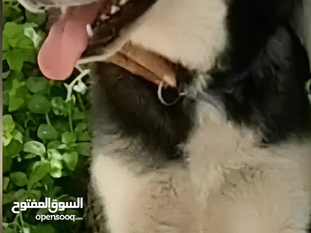 كلب هاسكي مطيع
