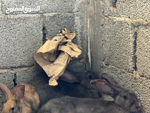 أرانب جامبو ربي يبارك