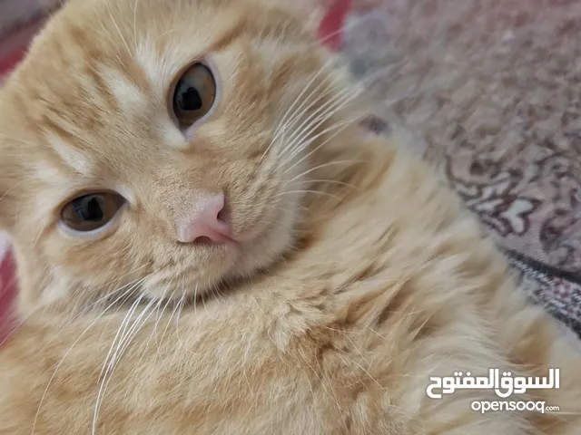 ذكر شيرازي معا اغراضه