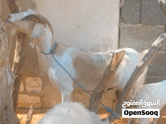 عنز سنها اول جمع  تحتها جدي الله يبارك