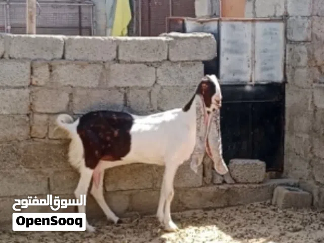 شاه حجازيه